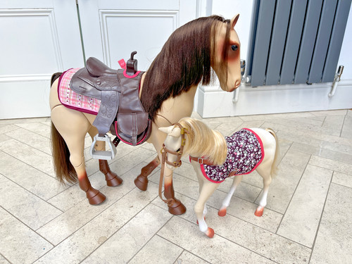 Our generation morgan horse - morgan,